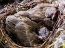 SEO/Birdlife advierte: no te lleves los pájaros caídos de un nido
