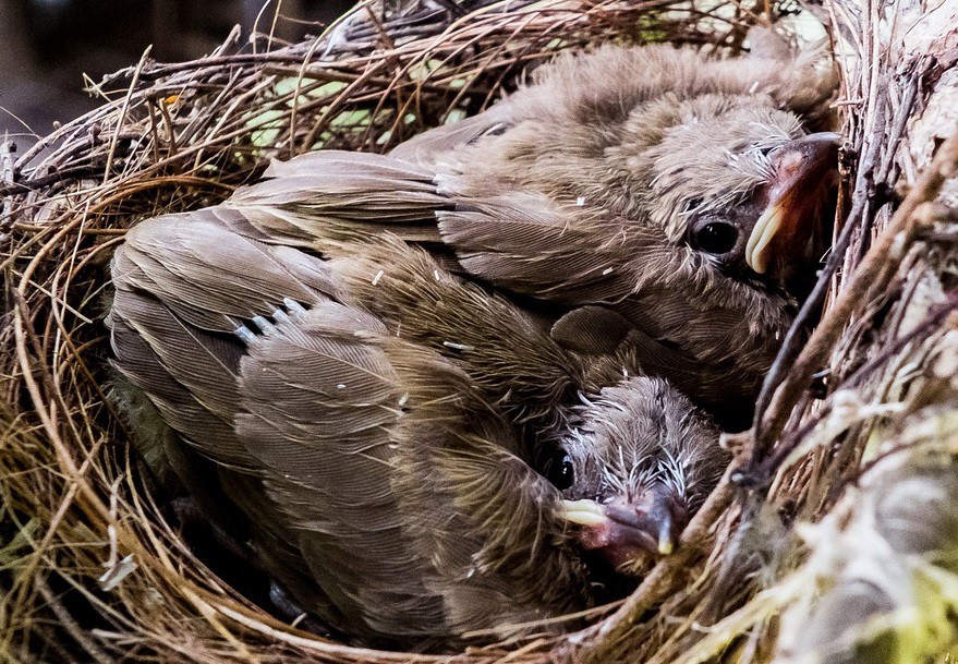 SEO/Birdlife advierte: no te lleves los pájaros caídos de un nido