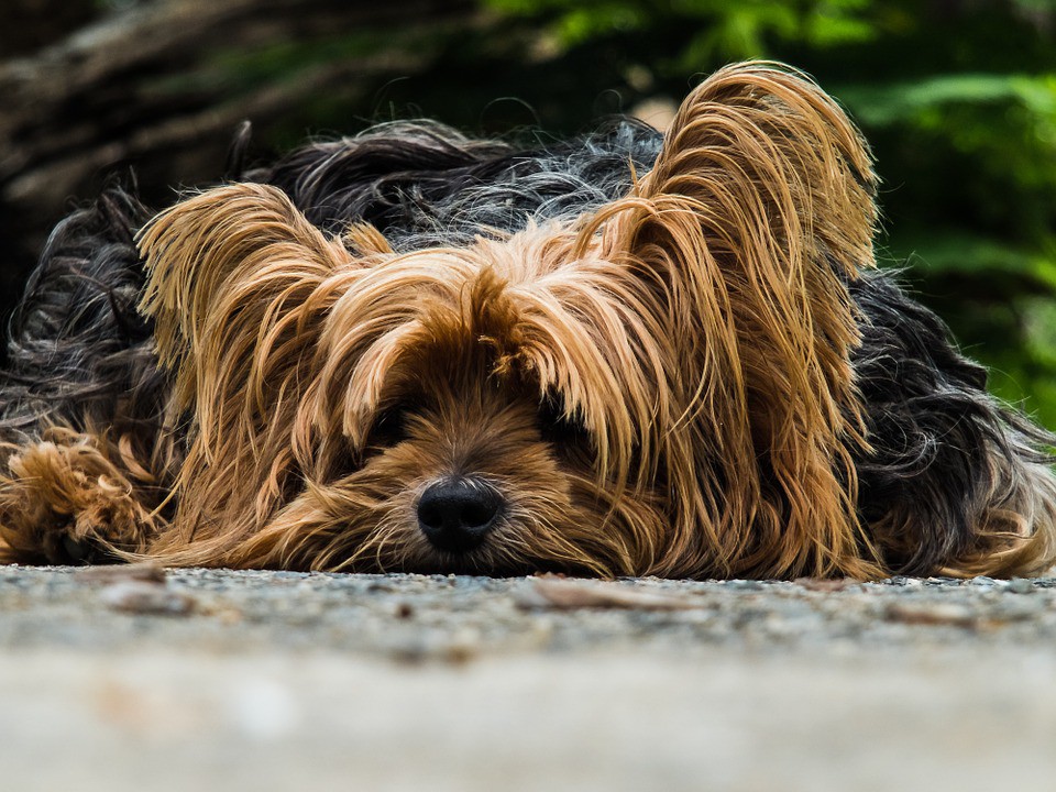 Tips para  cuidar el pelo del perro