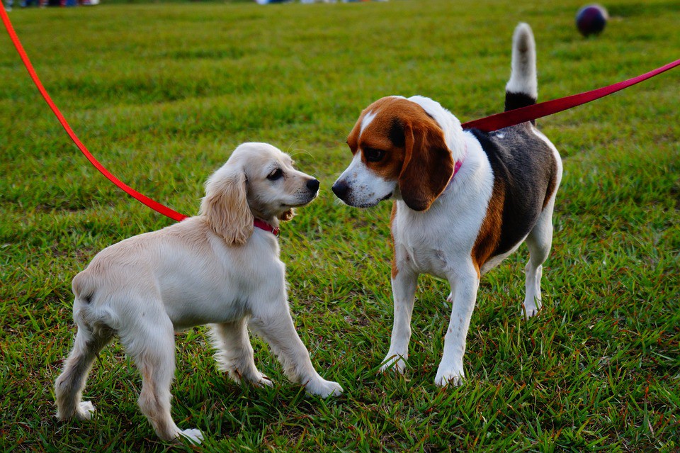 Elegir el mejor collar para tu perro