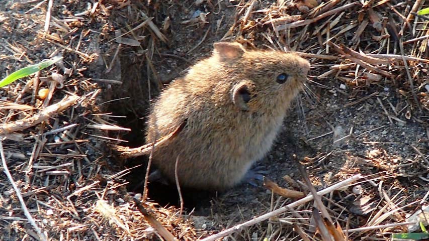 Los venenos para luchar contra los topillos pasan factura a las rapaces