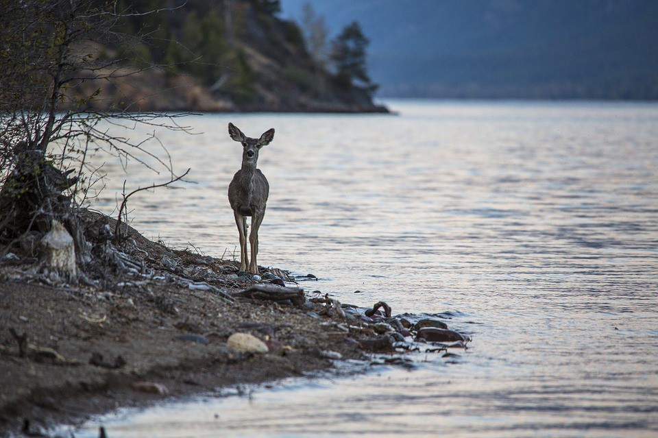 Los secretos del venado de agua