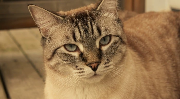Gato