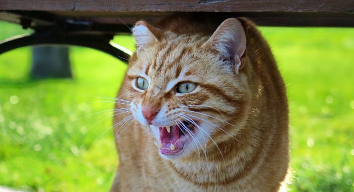 Gato
