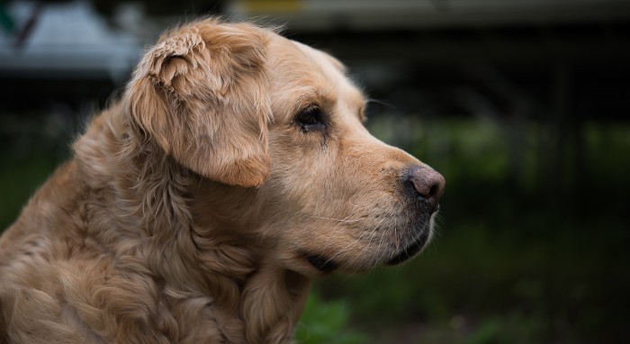 San Francisco, la ciudad en la que solo se venderán mascotas rescatadas