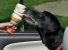 Cuidados al elaborar helados para perros