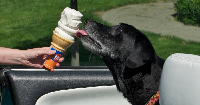 Cuidados al elaborar helados para perros