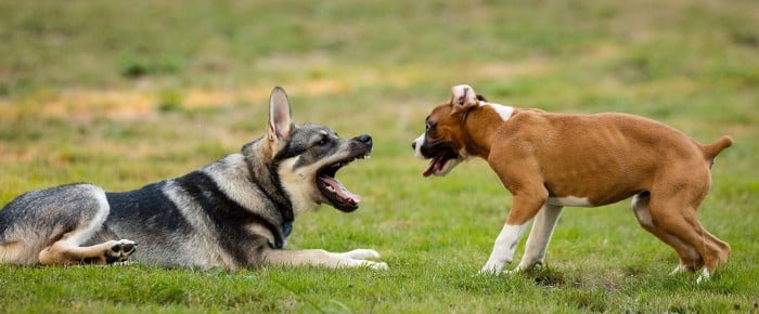Perros