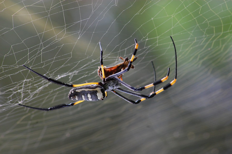 Qué hacer frente a la picadura de una araña (Parte II)