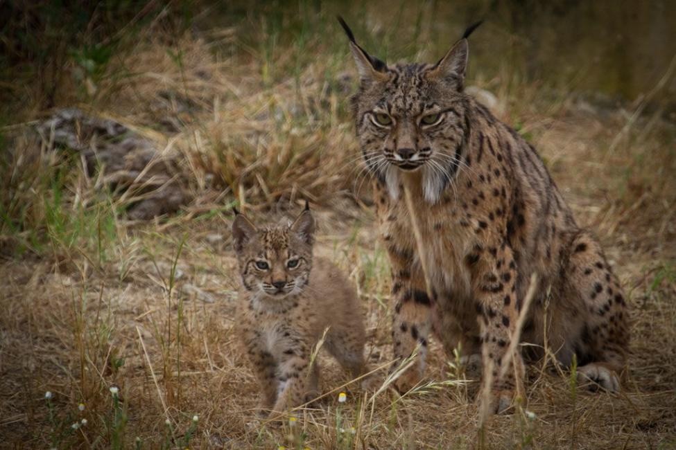 Muere el cuarto lince ibérico por atropello en lo que va de año