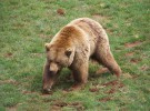 Los osos del cantábrico prosiguen con su lenta recuperación