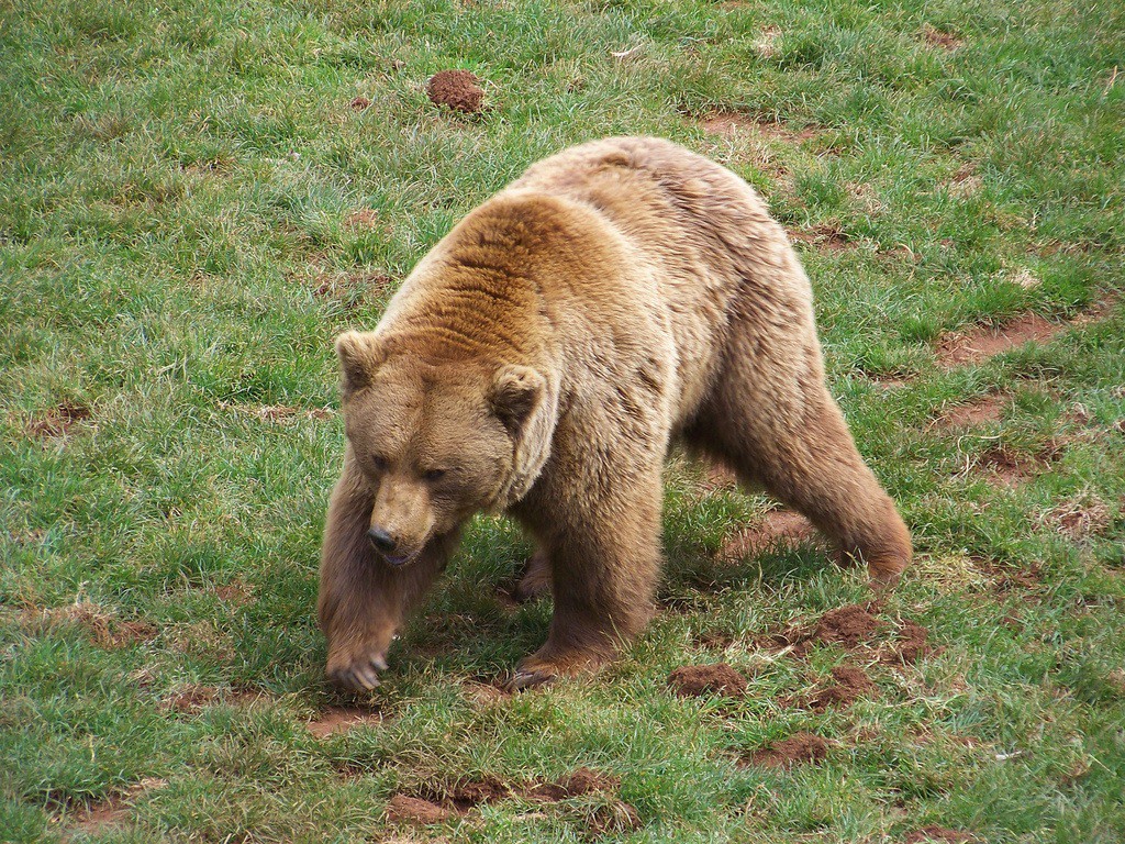 Los osos del cantábrico prosiguen con su lenta recuperación