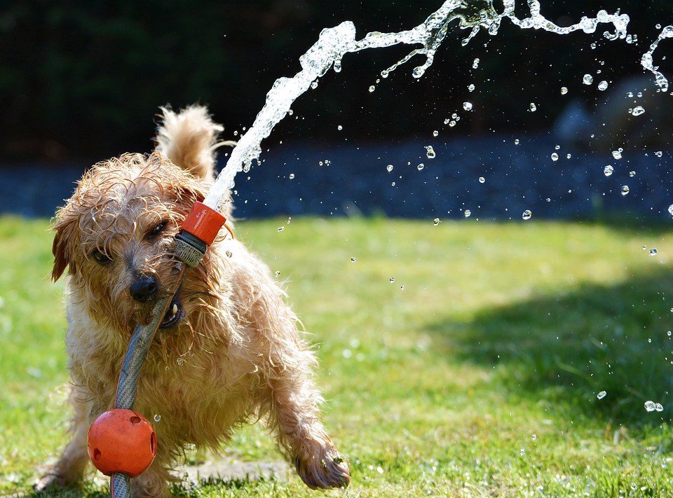 Cómo bañar a un cachorro