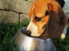 Mi perro no come ¿qué hago? (Parte II)