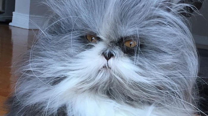 Este perro-gato ya triunfa en redes sociales