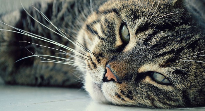 Gatos salvadores: evita que una familia muera por inhalación de dióxido de carbono