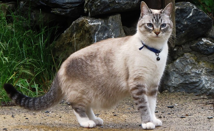 Volvemos a decirlo: los cascabeles para gatos son malos