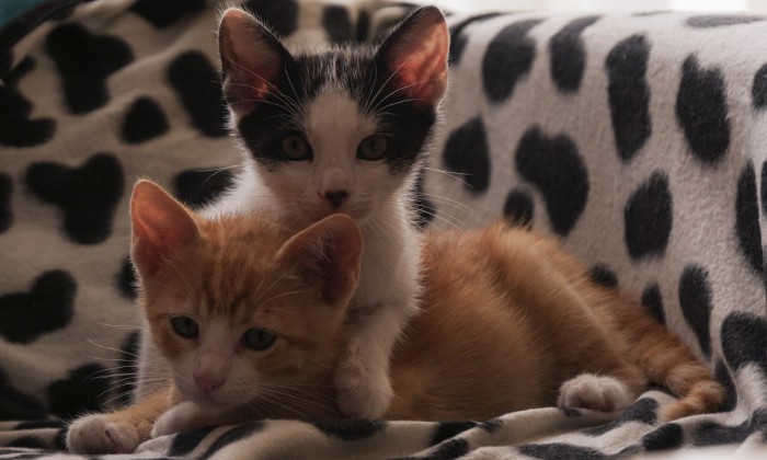 El primer perfume con olor a gato