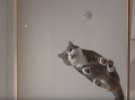 Maru, el gato más travieso y famoso de las redes sociales
