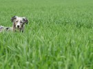 Hierba ¿es peligroso que los perros la coman?