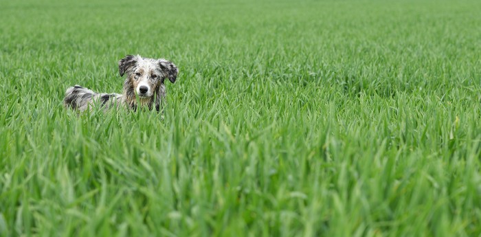 Hierba ¿es peligroso que los perros la coman?