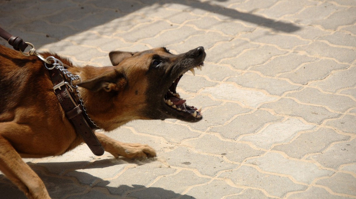 Qué hacer si vuestro perro es agresivo