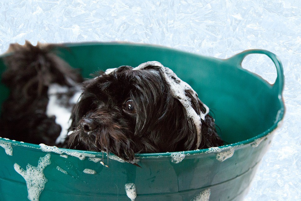 Cómo bañar un cachorro (Parte II)