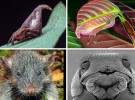 Descubren 20.000 nuevas especies en 2016: aquí están las 10 más sorprendentes