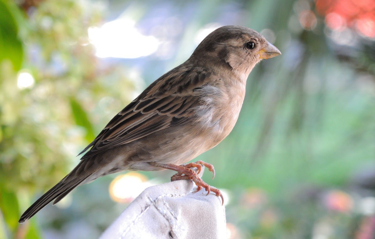 Los pájaros de campo están más evolucionados que los de ciudad