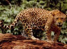 El muro de Trump en México podría extinguir al jaguar