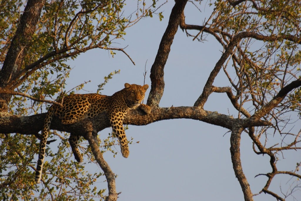 ¿Por qué los leopardos suben sus presas a los árboles?