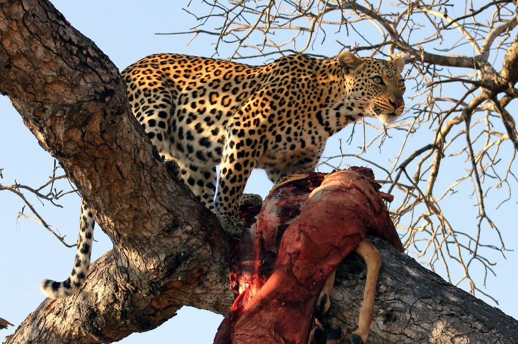 Por qué los leopardos suben sus presas a los árboles?