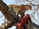 ¿Por qué los leopardos suben sus presas a los árboles?