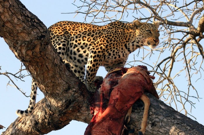 leopardo1