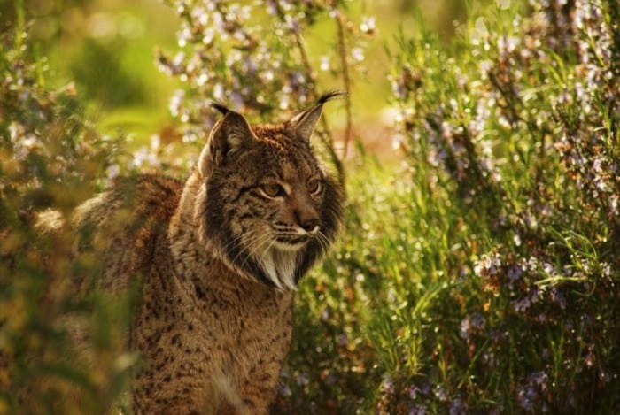 lince