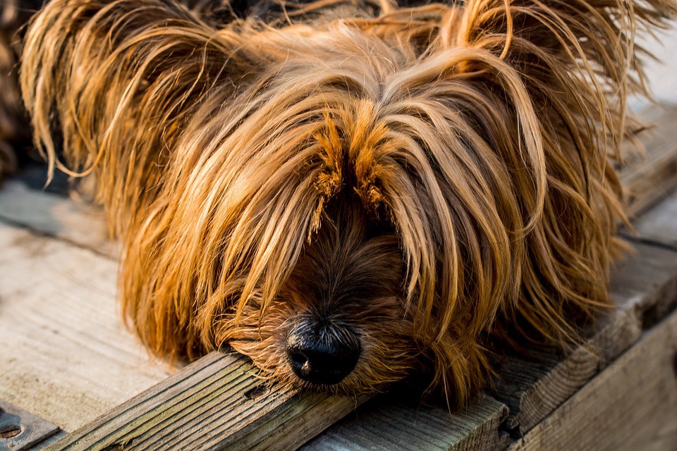 Moquillo canino, todo lo que debes saber