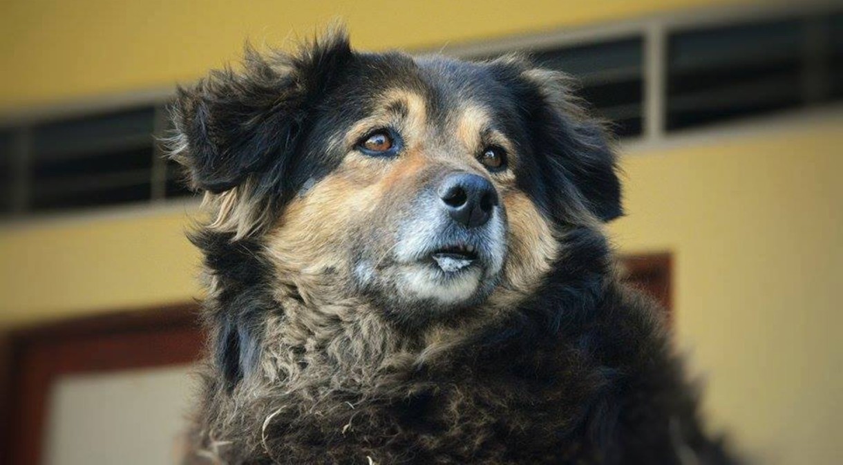 Heces: una buena manera de saber si vuestro perro está sano