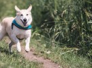 Cinco consejos para hacer ejercicio con vuestro perro