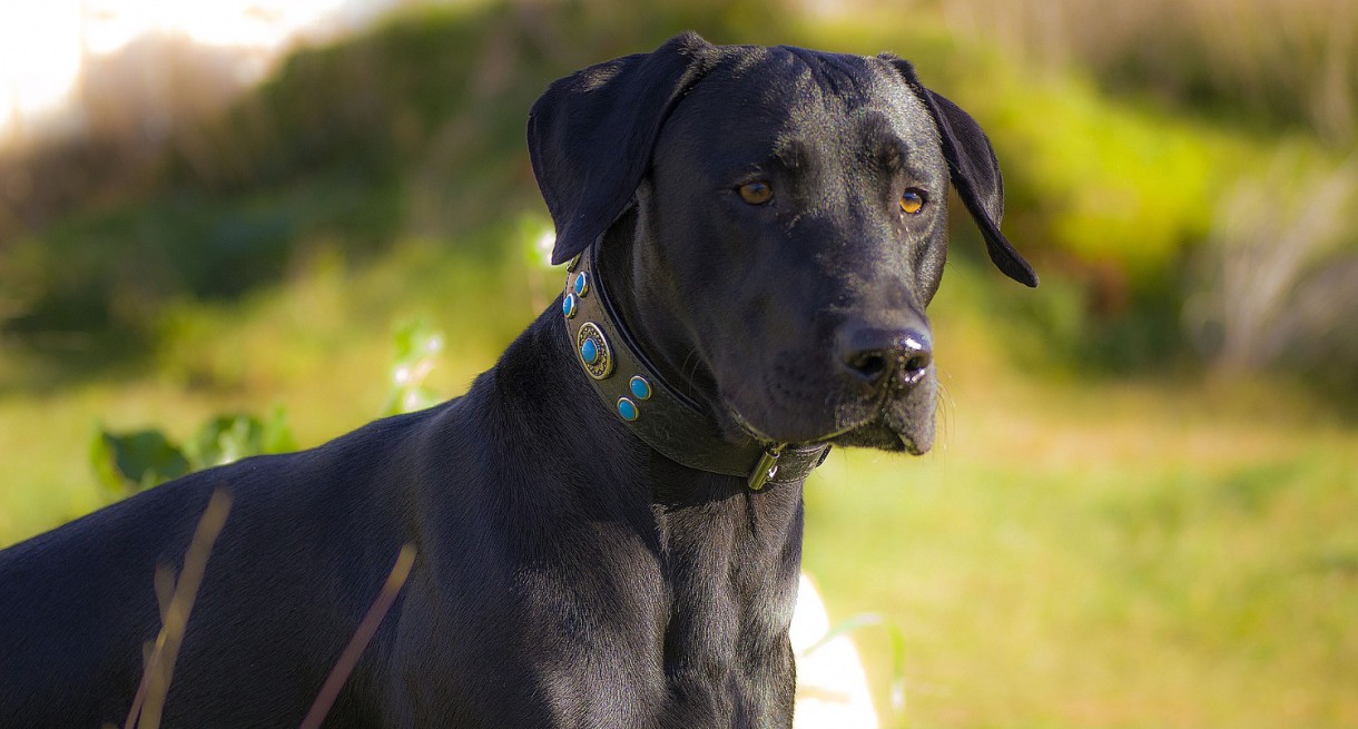 Alzheimer, una enfermedad que los perros también sufren