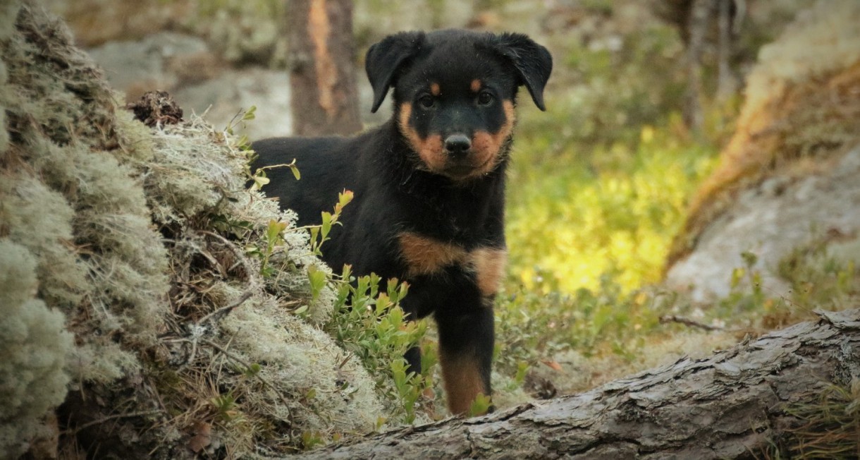 La raza de perro más inteligente