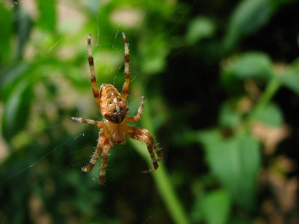 Qué hacer frente a la picadura de una araña (Parte III)