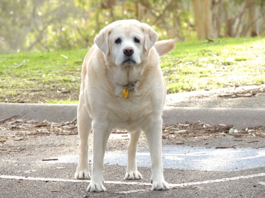 La obesidad se apodera de las mascotas de Estados Unidos