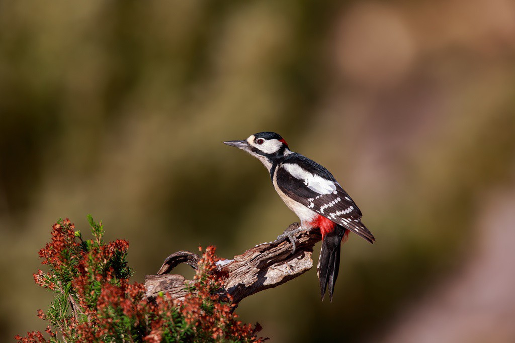 Las ciudades crean nuevas subespecies de aves