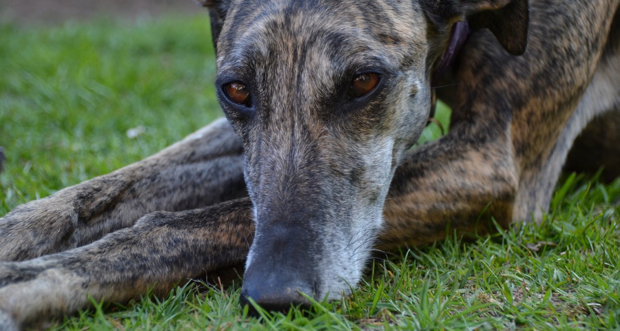 Los galgos ahora ayudan a los enfermos mentales