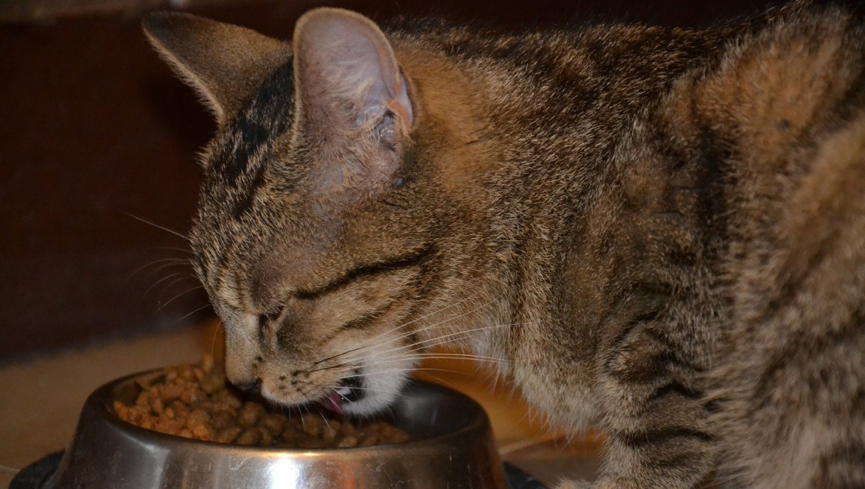 Alimentos para el gato… Después de la comida