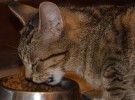 Alimentos para el gato… Después de la comida