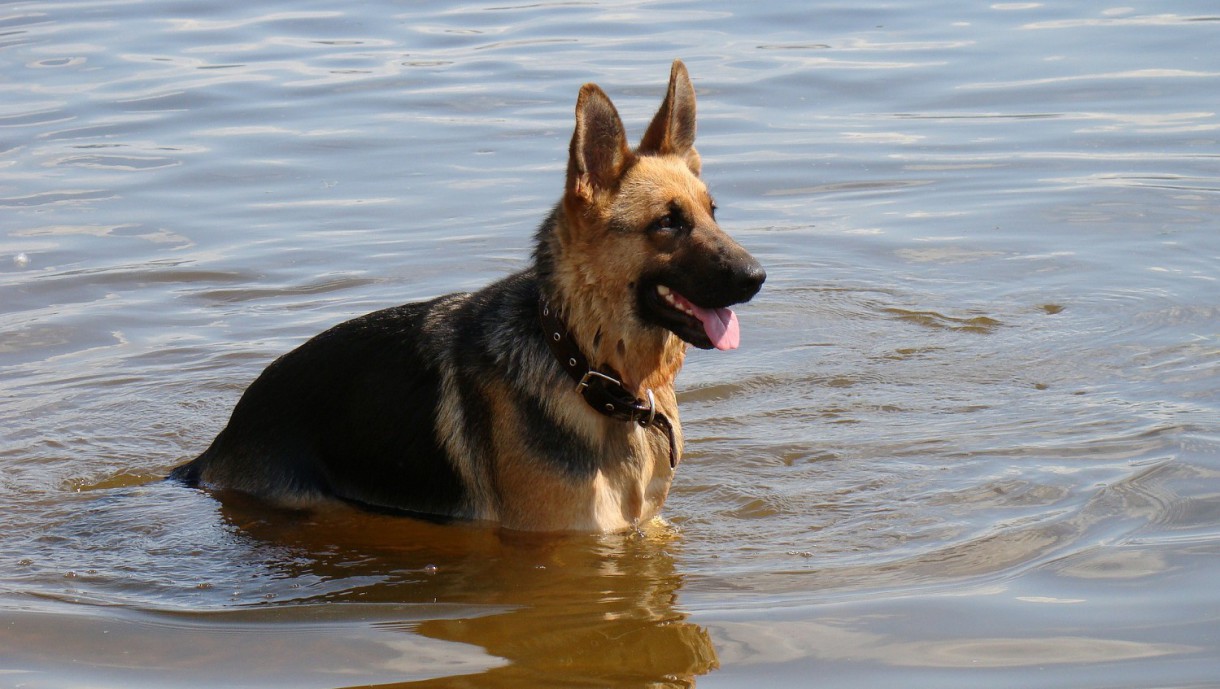 Cremas solares y perros ¿son saludables?