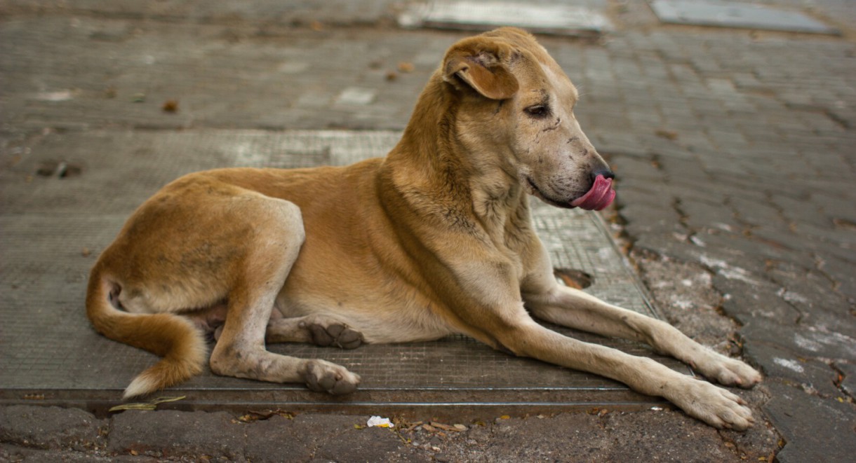 1.000 animales salvados del Festival de Yulin