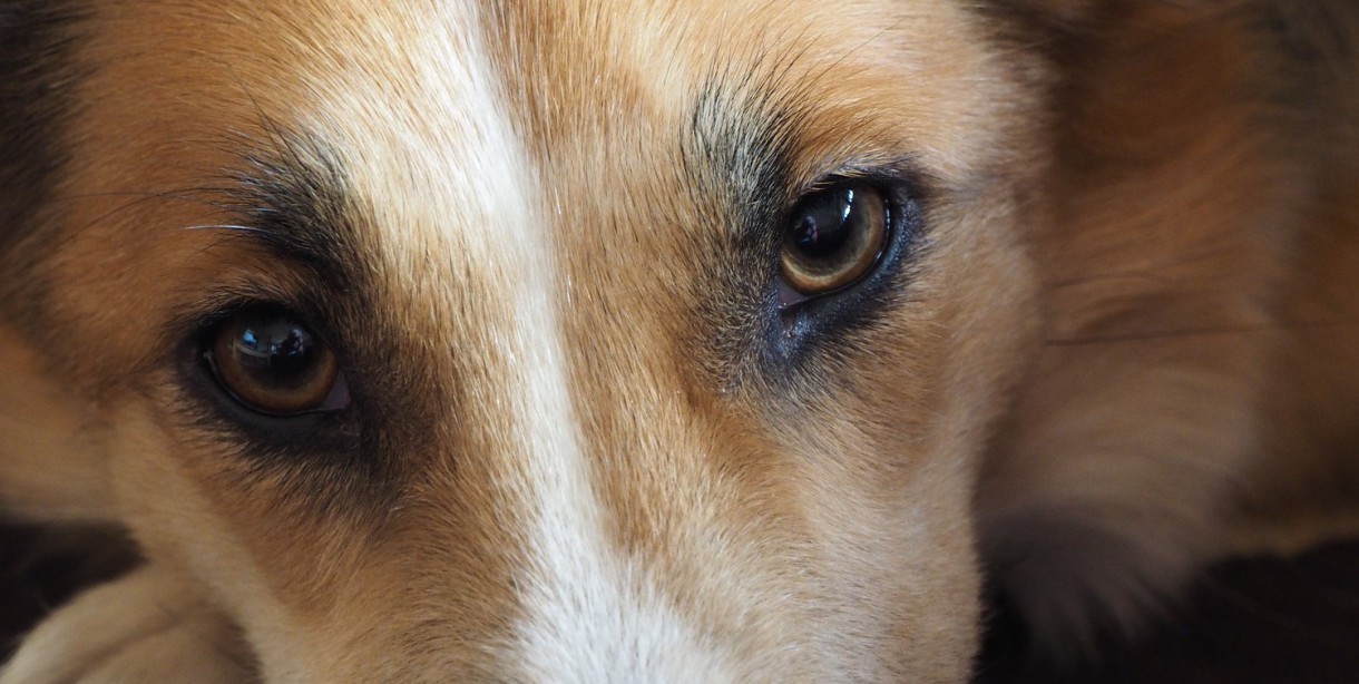 Ojos rojos en los perros ¿por qué los tienen así?