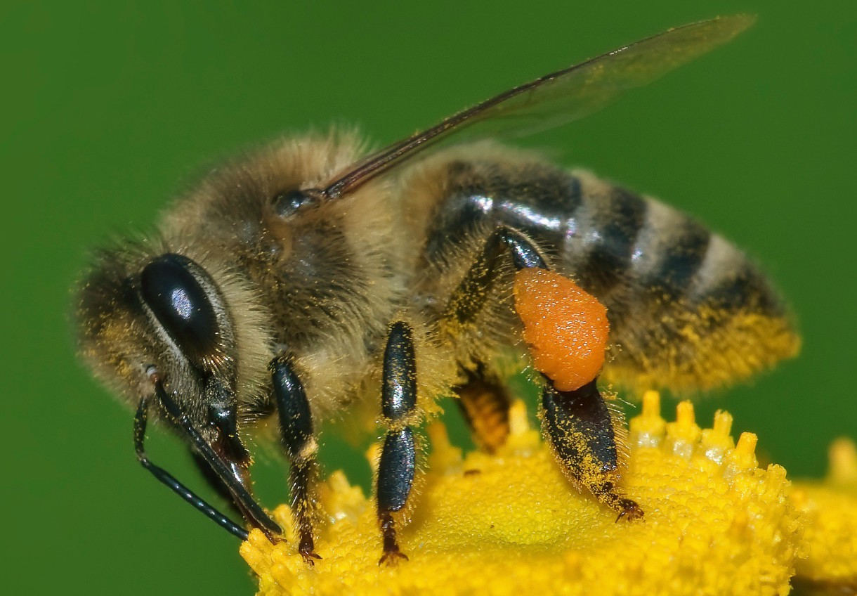 La abeja es noticia